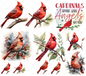 #20-144 CARDINALS ** small transparent spot on wording