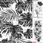 577 MONSTERA TRANSPARENCY
