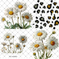 804 DAISY BUNDLES