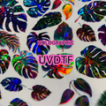 HOLOGRAPHIC - MONSTERA - 216 Tumblers